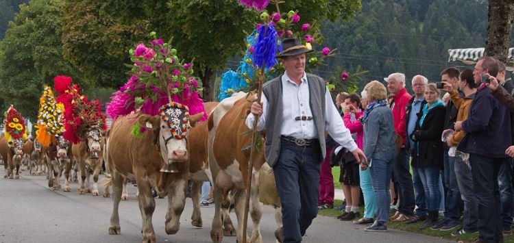 Söll_Almabtrieb_Wilder Kaiser