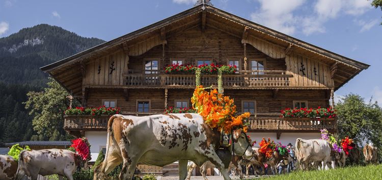 Söll_Kühe unterwegs nach Hause_Wilder Kaiser