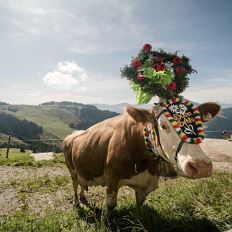 Bromberger Almabtrieb