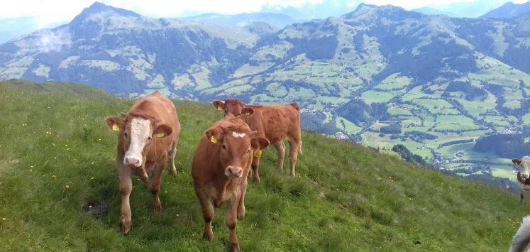 Going_Flugberghof_Wilder Kaiser (5)